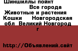 Шиншиллы пойнт ns1133,ny1133. - Все города Животные и растения » Кошки   . Новгородская обл.,Великий Новгород г.